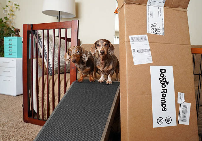 Two Miniature Dachshunds standing at the top of a couch dog ramp looking at the camera