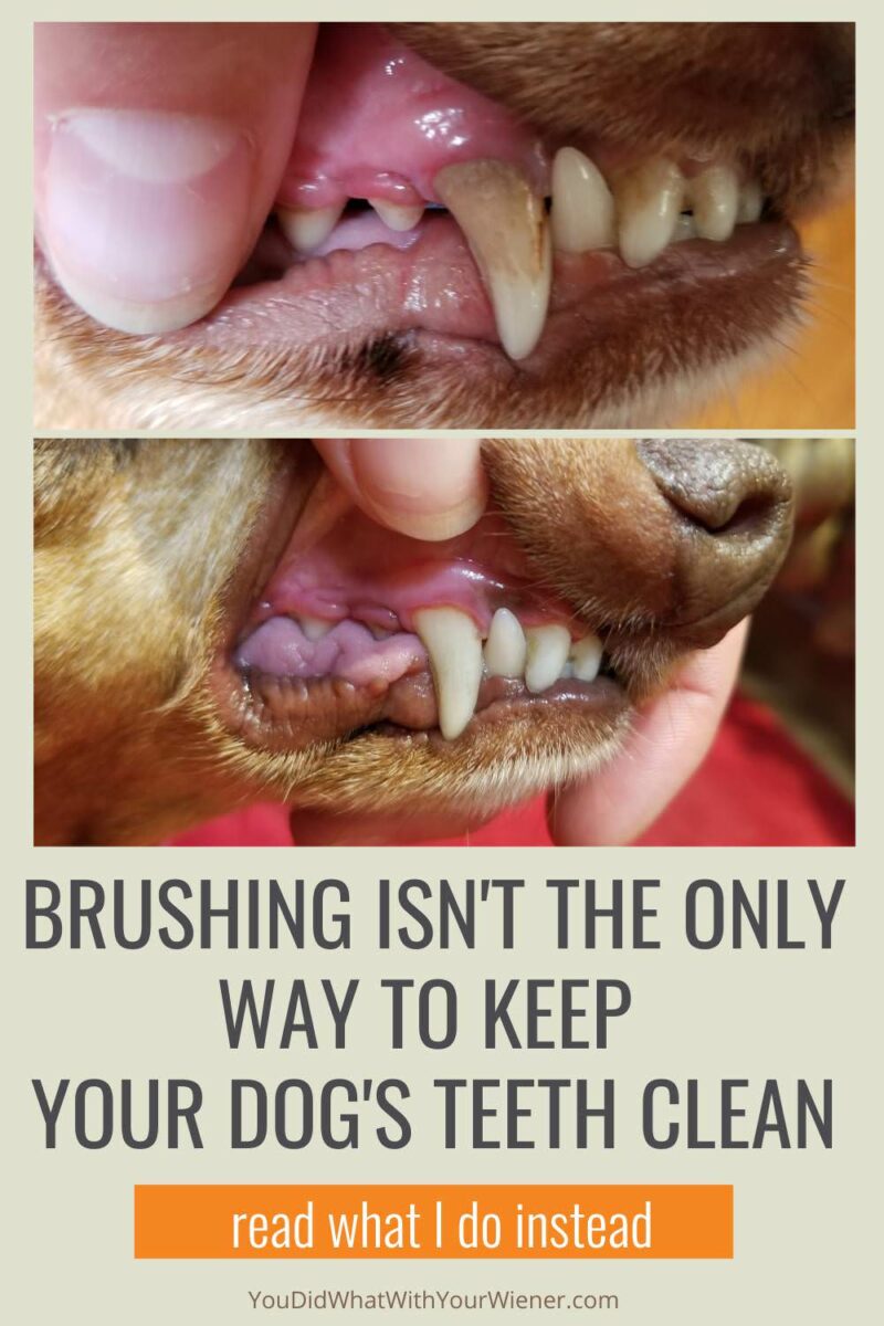 I Admit I Don't Brush My Dog's Teeth Yup, you read that right - I. Do. Not. Brush. My. Dog's. Teeth. I've received a lot of flack for this statement but the truth is that brushing isn't the only way to keep your dog's teeth clean and healthy.
