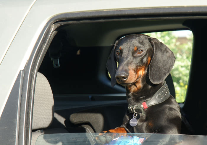 What You Must Know Before Driving Across the Mexican Border With Your Dog