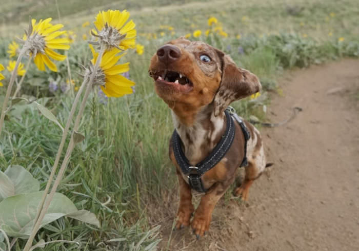 DIY Dog Catching Treat Photos