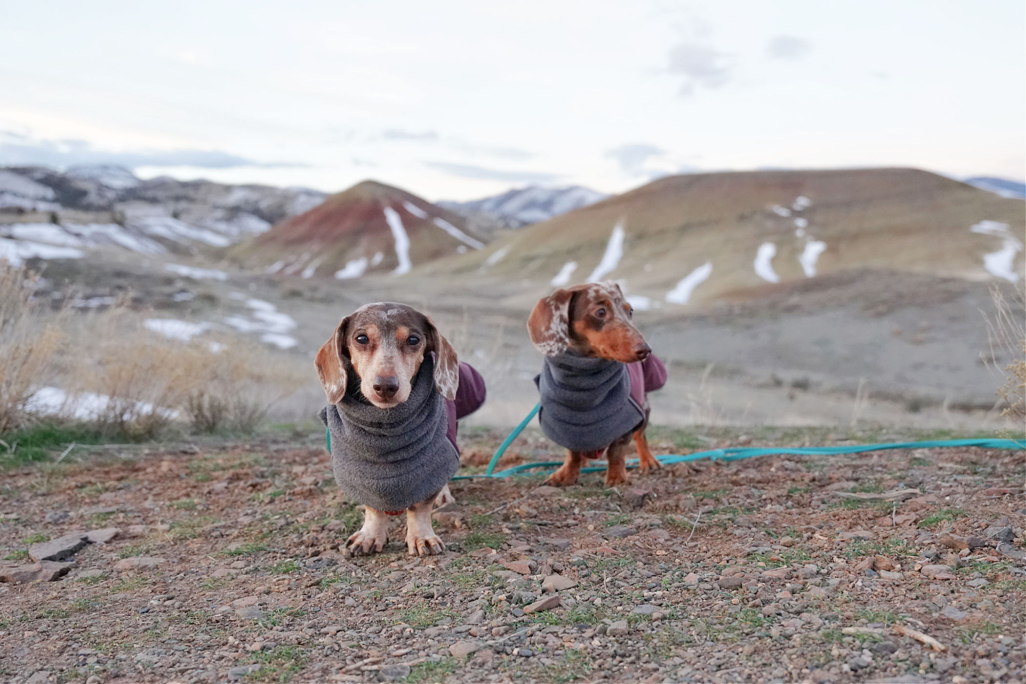 9 Tips for Visiting the Painted Hills With Your Dog