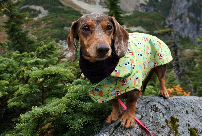 Dog Friendly Backpacking Trip: Snoqualmie Pass to Chikamin Peak