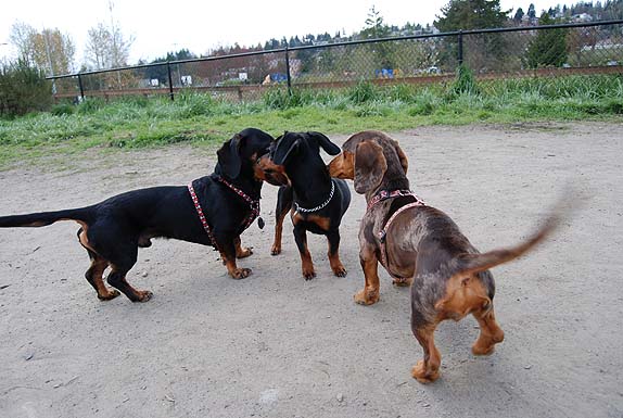 Seattle Off-Leash Dog Park Review: Magnuson
