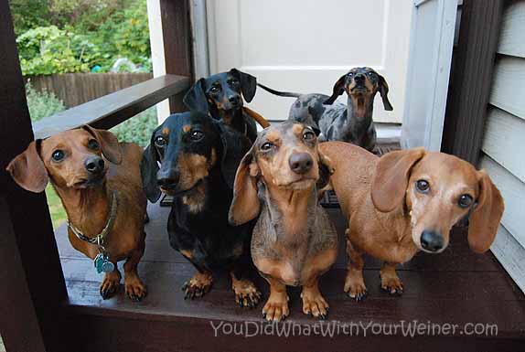 Expert Dachshund Dog Sitter in Washington State (Will Travel)