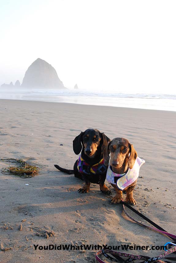 Dog-Friendly Cannon Beach, Oregon