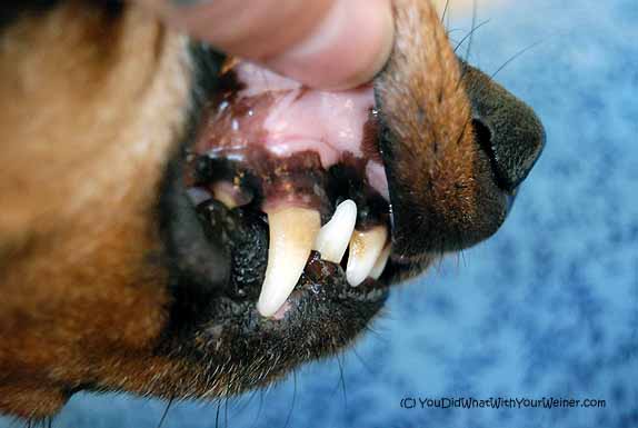 Is TropiClean Fresh Breath a Safe Solution Your Dog’s Teeth and Breath?
