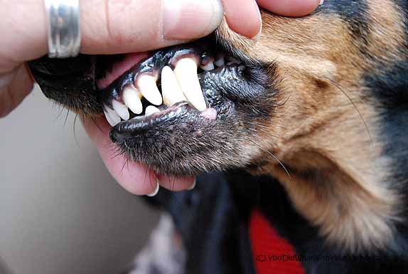 I Don’t Brush My Dog’s Teeth. I Did This Instead.
