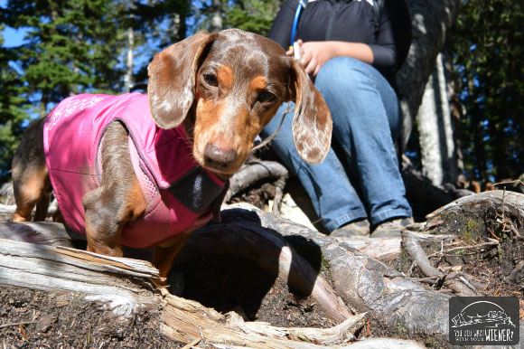 Dog Friendly Hike: Lake Serene