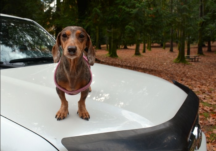 5 Amazing Dog Friendly Road Trips in Washington State