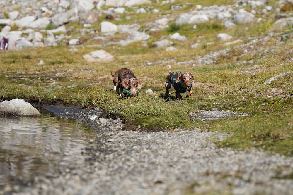 Why You Should Teach a Dachshund to Leave It and How to Do It