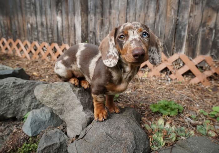 5 Things That Will Make the First Days with A New Puppy Easier