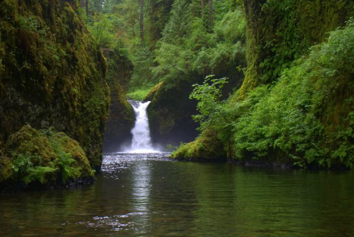 3 Amazing Dog Friendly Oregon Hikes for Your Bucket List