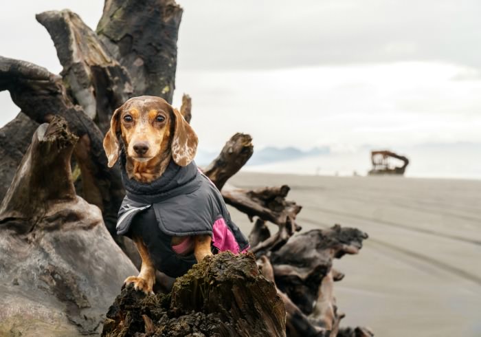 Fort Stevens State Park: A Dog Friendly Yurt Adventure