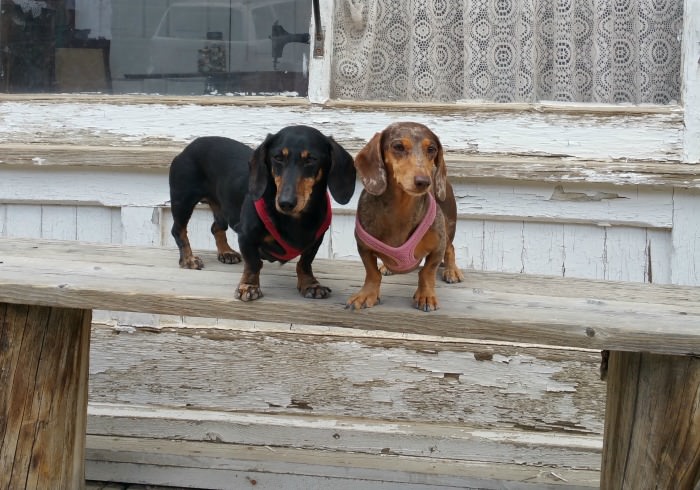 The Best Washington Ghost Towns to Visit With Your Dog