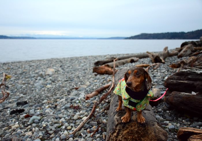 19 Activities I Look Forward to in Fall with My Dogs