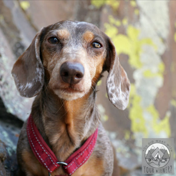 Closeup of a Dachshund wearing a dog harness