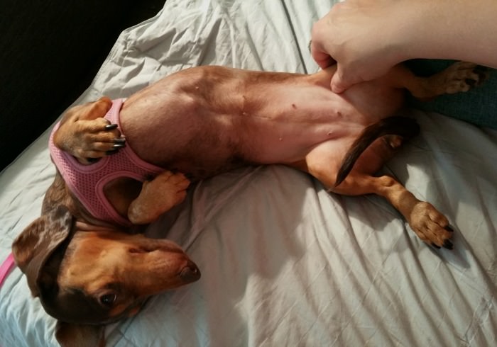 Gretel enjoying a massage