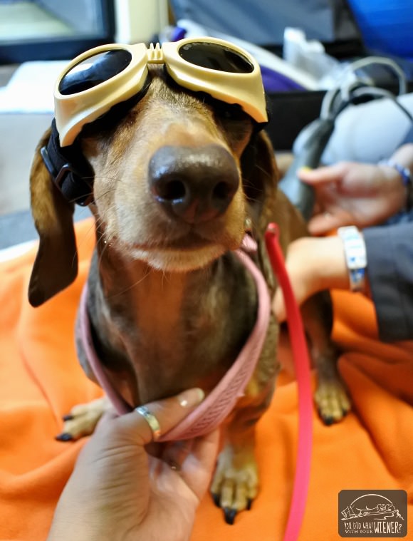Gretel the Dachshund goes for laser therapy to treat her IVDD