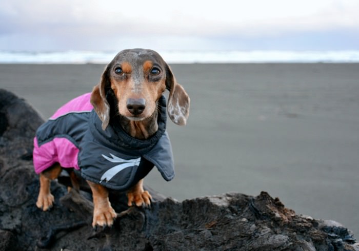 Let’s Go Glamping! The Dog Friendly Sou’Wester Vintage Trailers