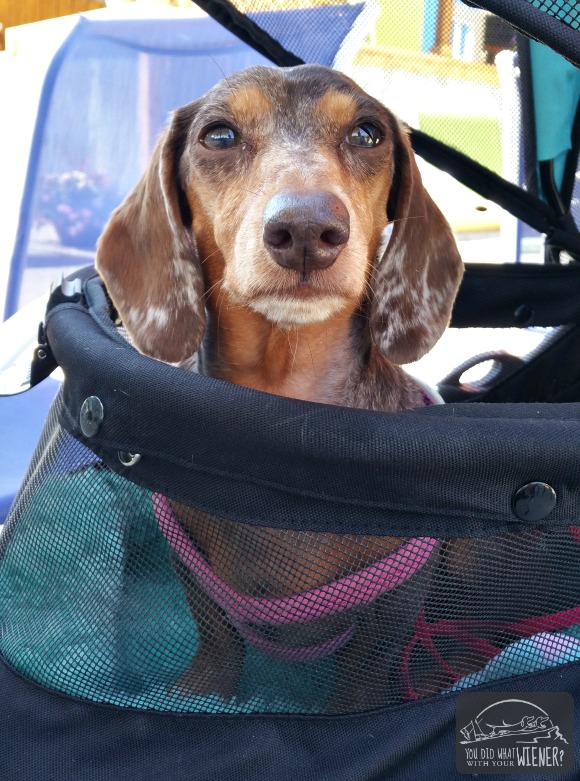 Gretel resting in her stroller