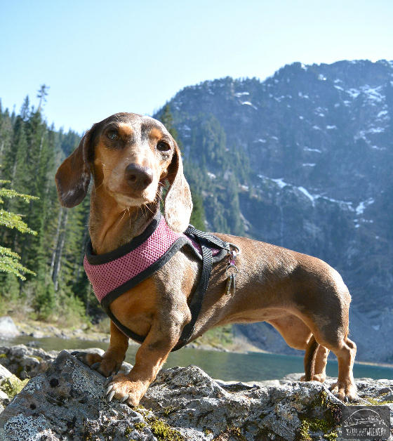 Dog Friendly Hike: Lake TwentyTwo