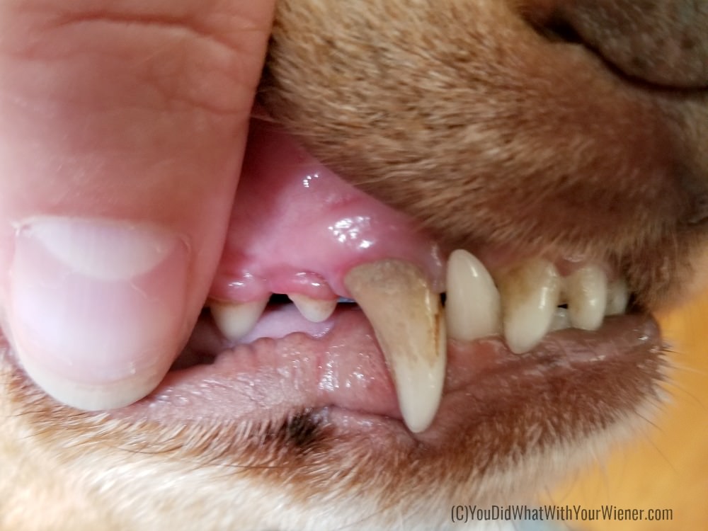 Dachshund teeth before cleaning
