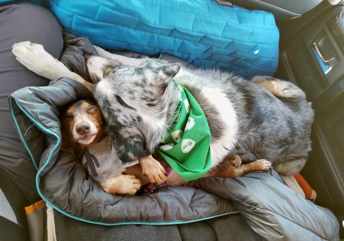 6 Important Tips for a Happy Road Trip with Your Dog