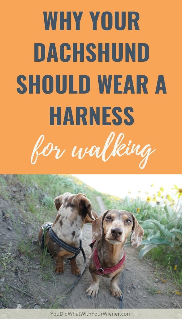 Read why your Dachshund should always wear a harness instead of a collar while walking