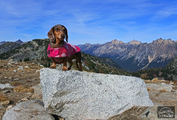 Living with IVDD Worried whether your dog living with IVDD can hike again? Learn how we have adjusted Gretal's activity in lieu of her diagnosis.
