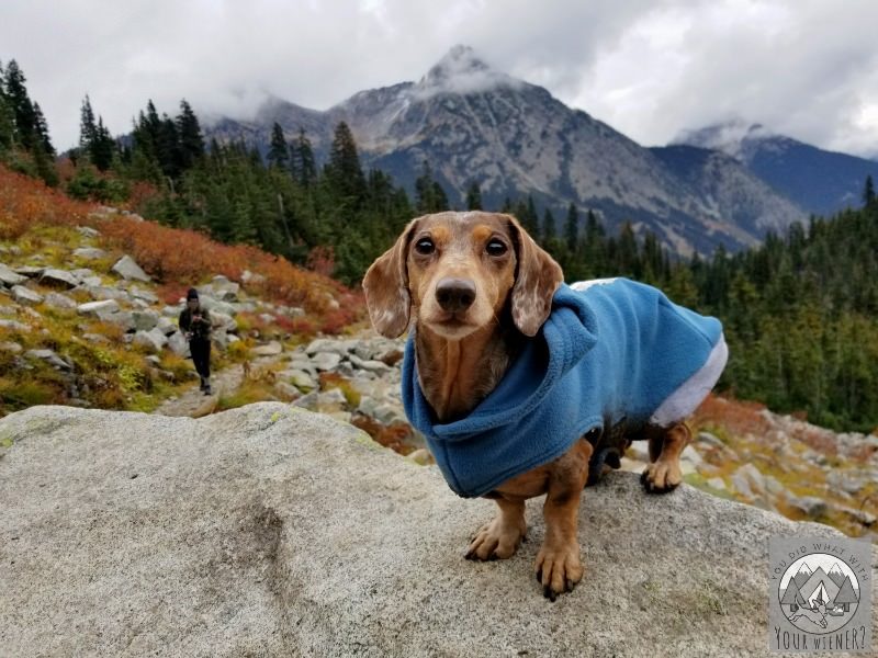 Heather-Maple Pass Trail near North Cascades National Park is dog friendly