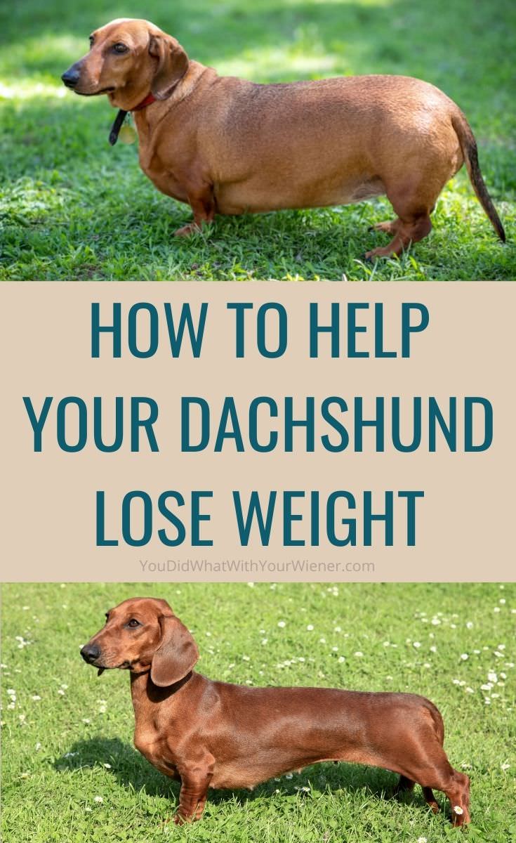 Improve Your Pet's Health: How to Help Your Overweight Dachshund Lose Weight (and What to Feed Them)