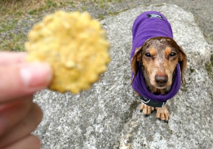 High-Quality CBD Oil for Dogs – HempMy Pet Review