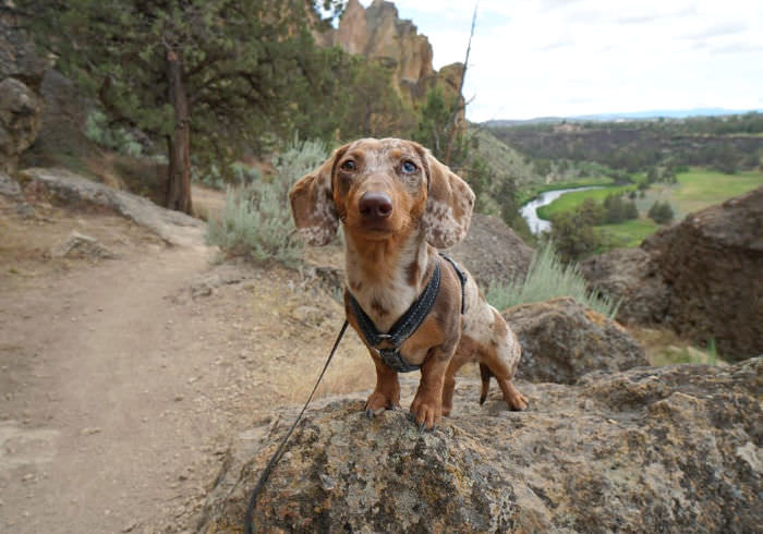 The Best Miniature Dachshund Harness for Hikes or Long Walks