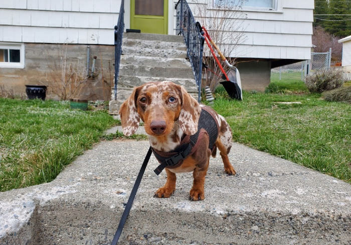 How Far Can I Walk My Dachshund Each Day?