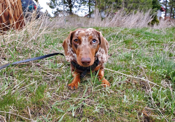 How Many Times a Week Should I Walk My Dachshund?