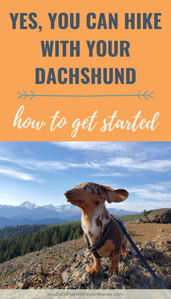 Just because Dachshunds are small and have short legs it doesn't mean they can't be good hiking companions