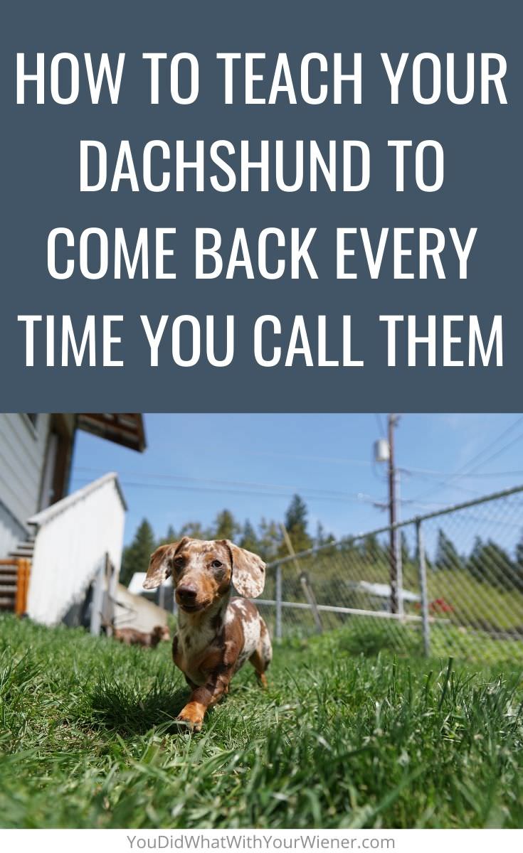 Does your Dachshund run away when they're off leash? Here is how to get them to come back every time you call them.