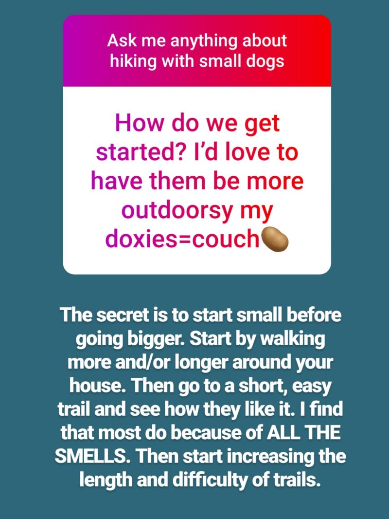 Reader Questions: How do I start hiking with my Dachshund when he is a lazy couch potato