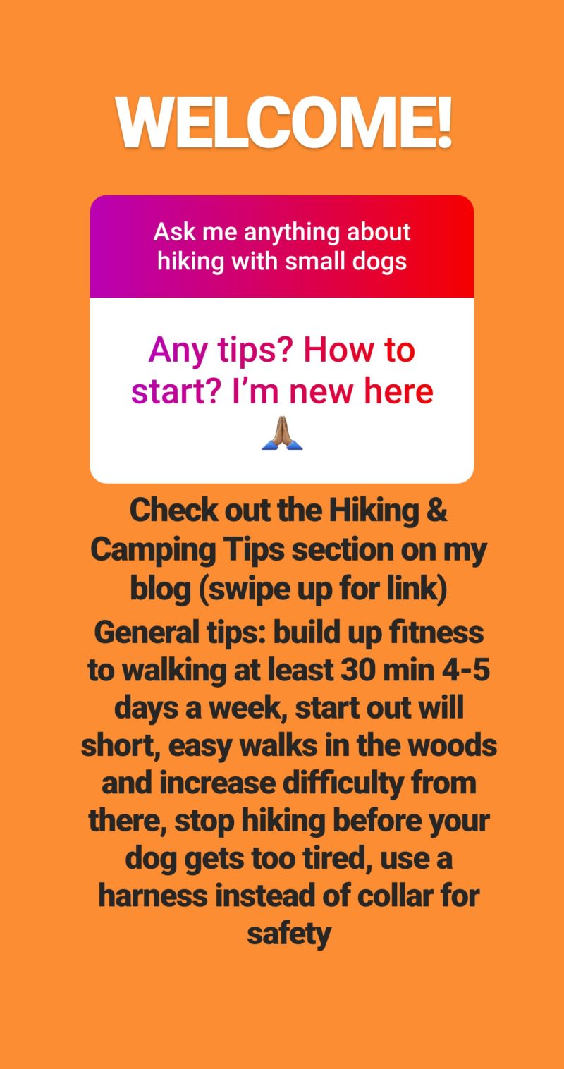 Reader Question: I'm new to hiking with my Dachshund. Do you have any tips for me?