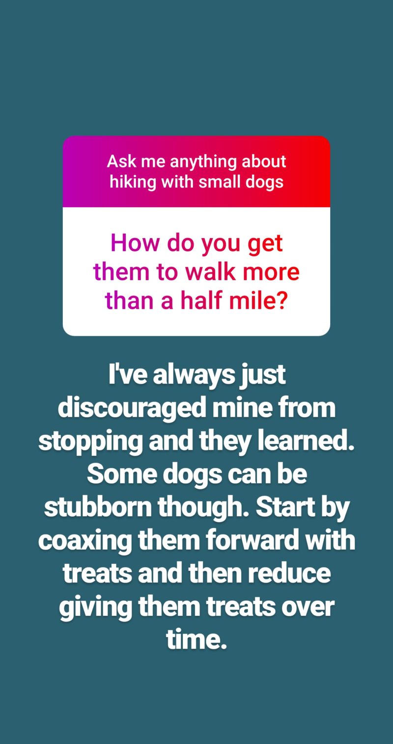 Reader Question Text: How do you get your Dachshund to walk more than half a mile without stopping?