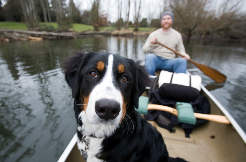 5 Unique Things to Do With Your Dog In Seattle