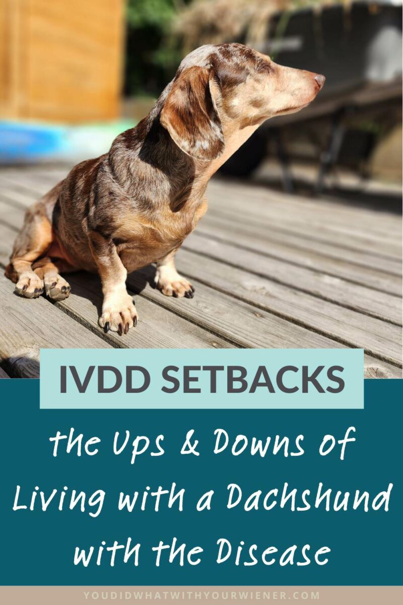 Like I have, I think it's important to recognize that living with an IVDD dog can be filled with ups and downs - with good times and times when mobility is limited and discomfort must be managed.
But, except for a few, small modifications, life with an IVDD Dachshund who has recovered from their initial injury can be just as enjoyable as with any other dog.