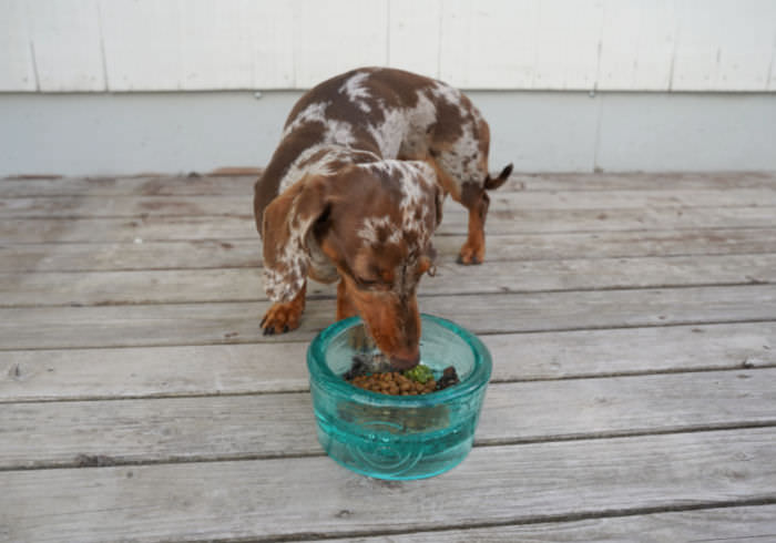 Enhance Your Dog’s Meal with Real, Fresh Food for These Health Benefits