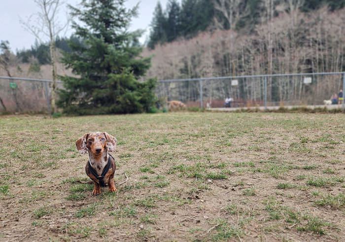 Lake Padden Off Leash Dog Park, Bellingham WA