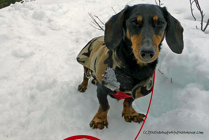 Dog Friendly Trail: Mailbox Peak – Oops We Did It Again