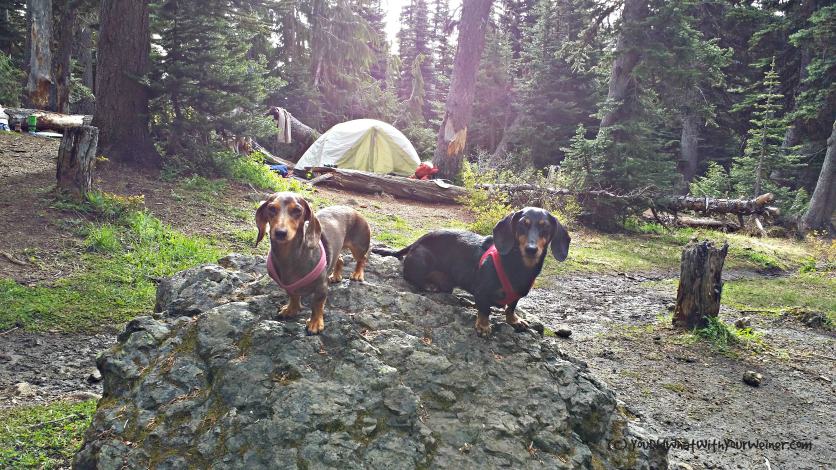 Dog Friendly Trail: Marmot Pass via the Upper Big Quilcene