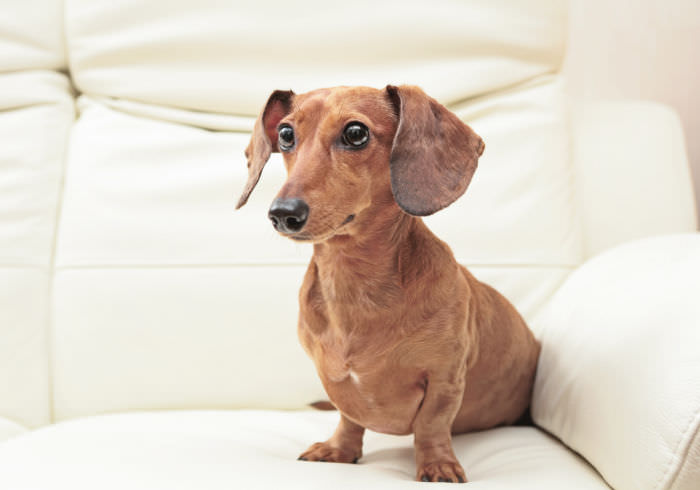 10 Benefits of Using a Mobile Veterinarian