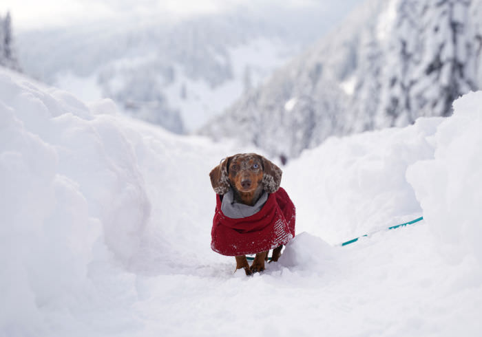 Musher’s Secret Dog Paw Wax: Bootless Boots for Your Dog