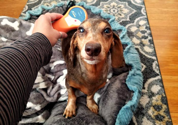 Layman’s Guide to Buying a Cold Laser for Your Dog
