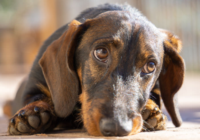 Wire-haired Dachshund laying on the carpet